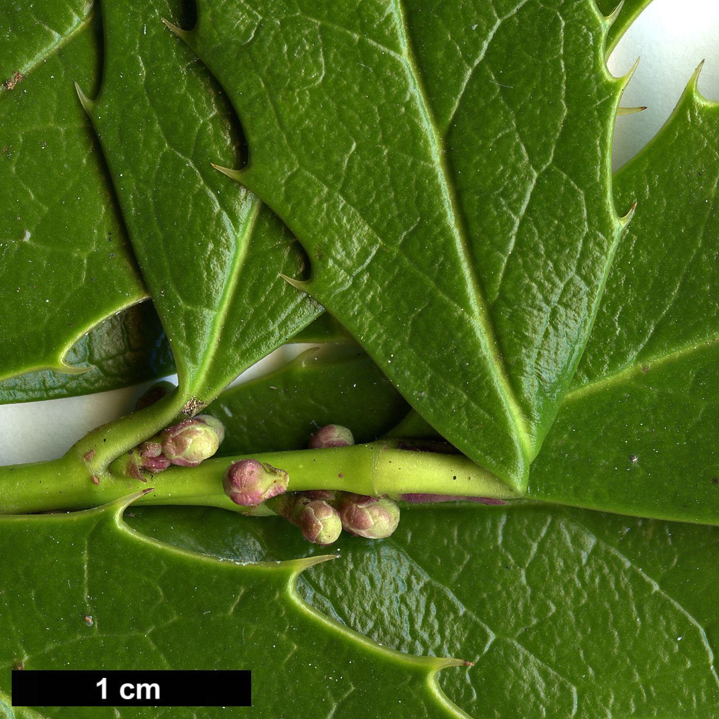 High resolution image: Family: Aquifoliaceae - Genus: Ilex - Taxon: colchica